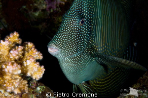 Surgeonfish by Pietro Cremone 